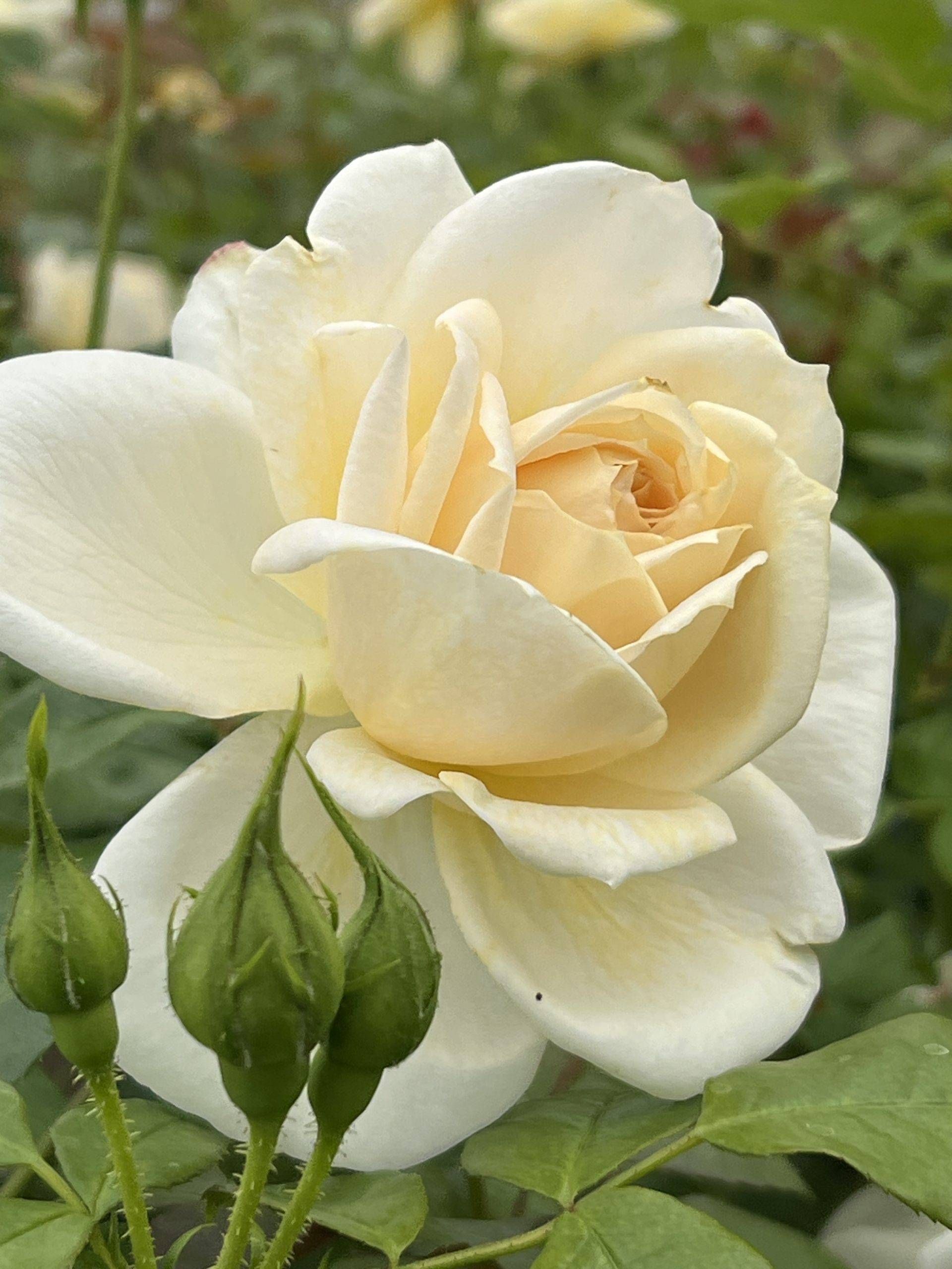 Lions Rose — 1. fotogrāfija