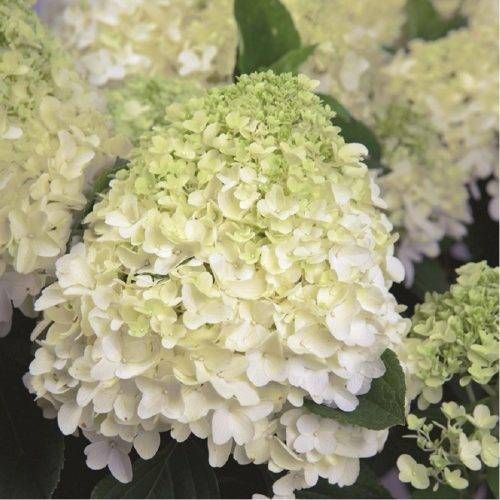 Whitelight — 1. fotogrāfija