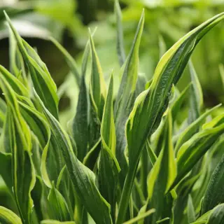 Hosta Hands Up