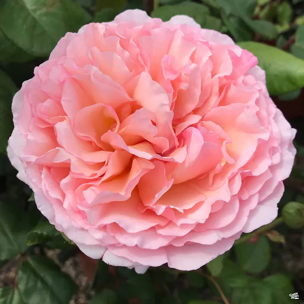 PRINCESSE CHARLENE DE MONACO® — 1. fotogrāfija