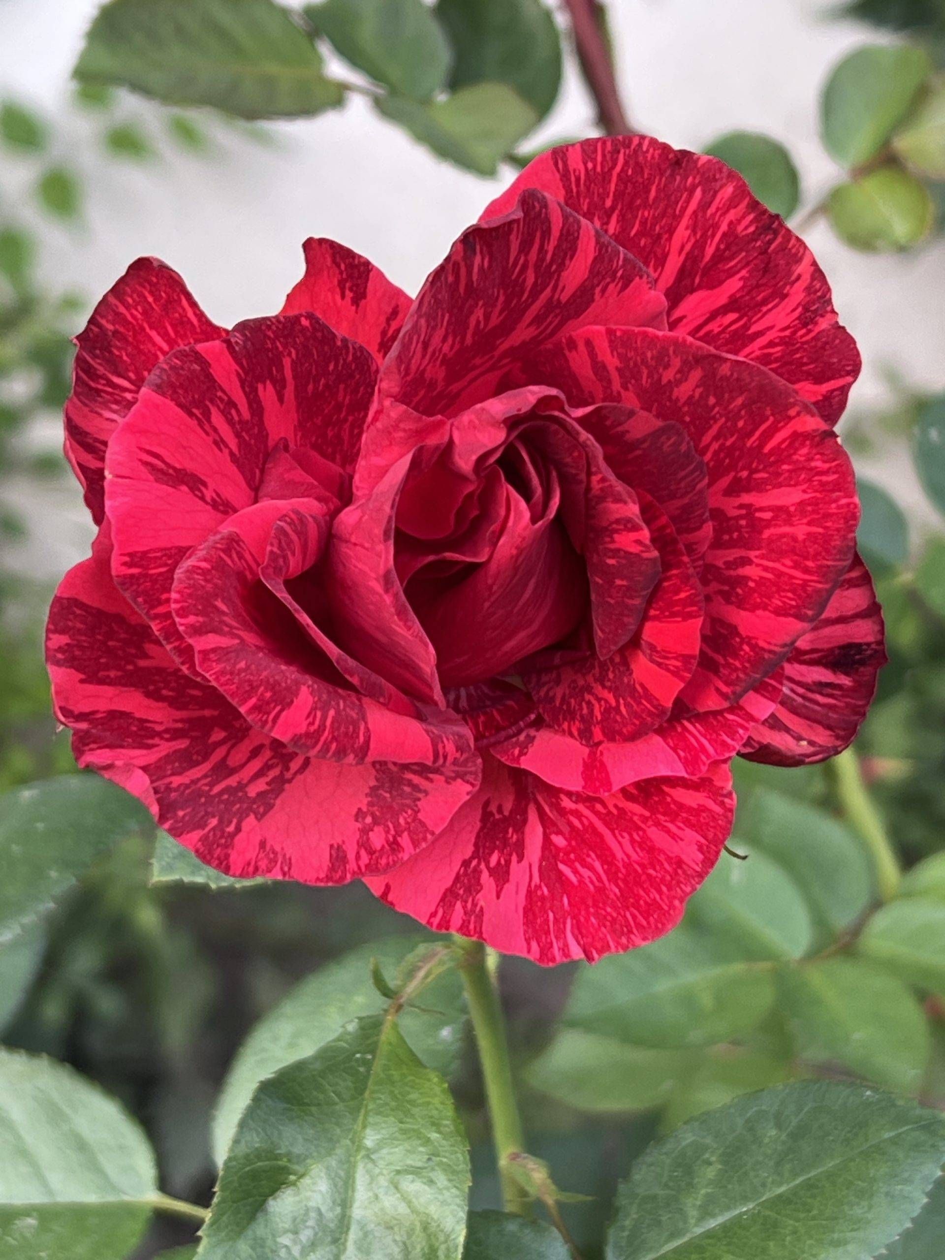Red Intuition — 1 nuotrauka