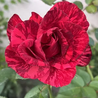 Red Intuition