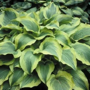 Hosta Atlantis
