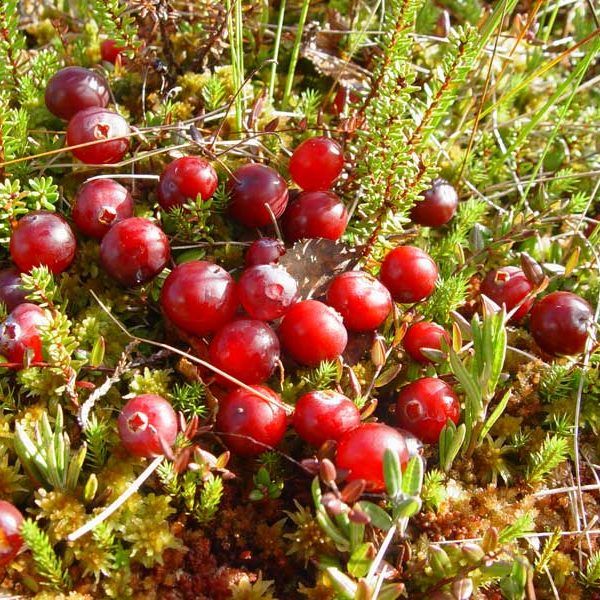 American cranberry "Piligrim"