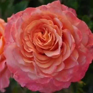 Augusta Luise