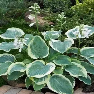 Hosta 'AMERICAN HALO'