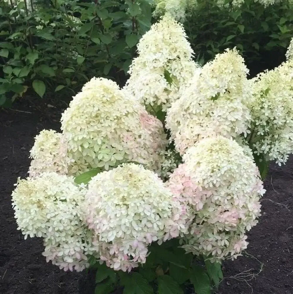 Living Royal Flower — photograph 1