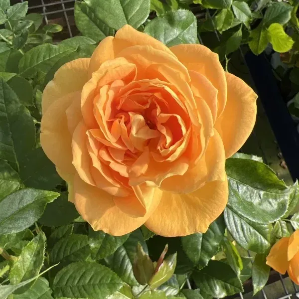 Bernstein Rose — 1 nuotrauka