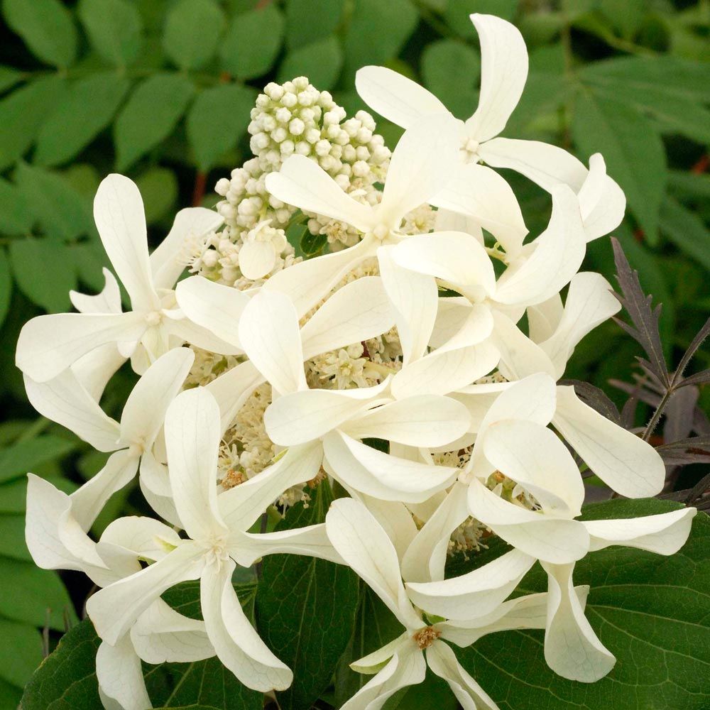 Great Star