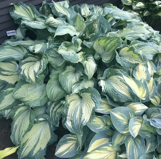 Hosta Guardian Angel