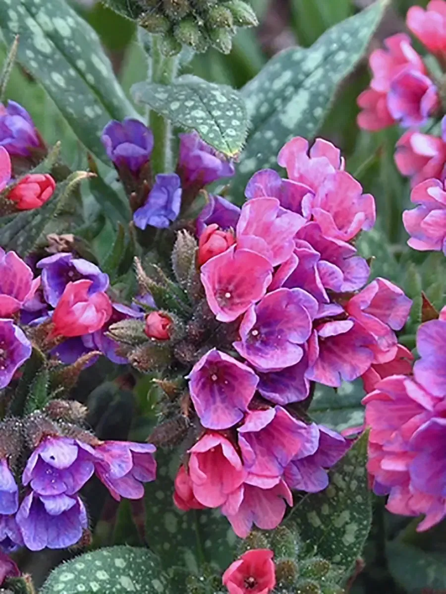 Lakacis - Pulmonaria Raspberry Splash — 1 nuotrauka