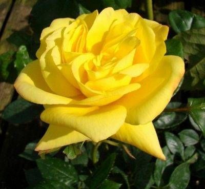 Top Rose — 1. fotogrāfija