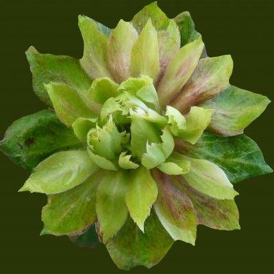 Viridiflora — 1. foto