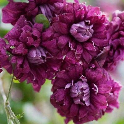 Purpurea Plena Elegans — 1. foto