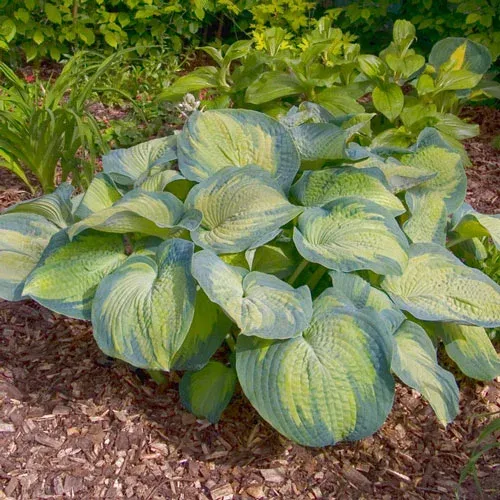 Hosta Margies Angel — 1. foto