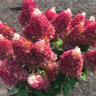 Living Red Velvet