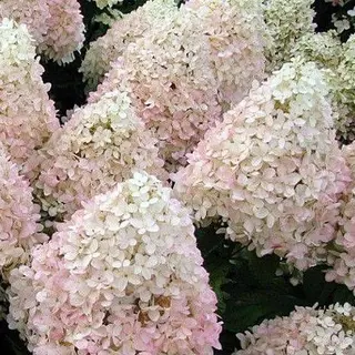Magical Sweet Summer