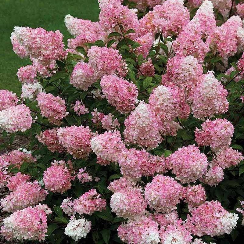 Living Touch of Pink — photograph 1