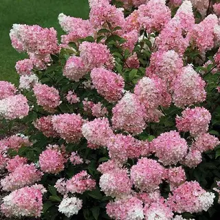 Living Touch of Pink