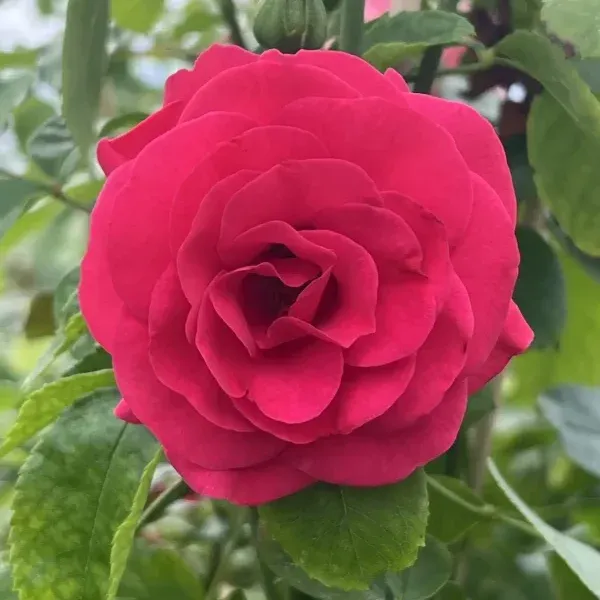 Elveshorn — 2. fotogrāfija