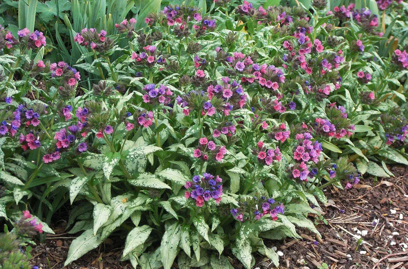 Lakacis - Pulmonaria 'Silver Bouquet'