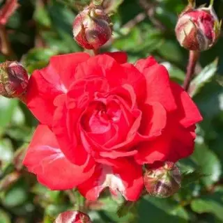 Zwergenfee 09