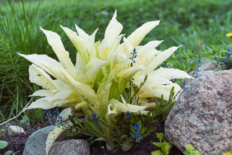 Hosta White Feather — 1. foto
