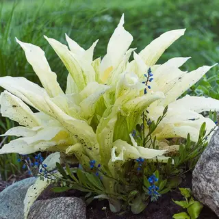 Hosta White Feather