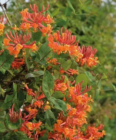 Kuslapuu "American Beauty" neljanda aasta istik (3l)