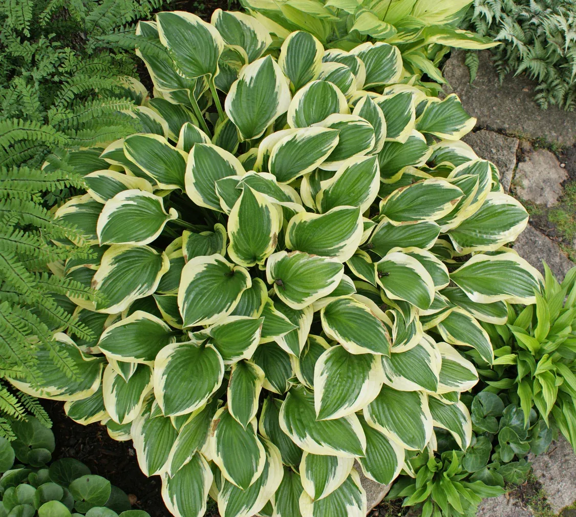 Hosta Queen Josephine — фотография 1