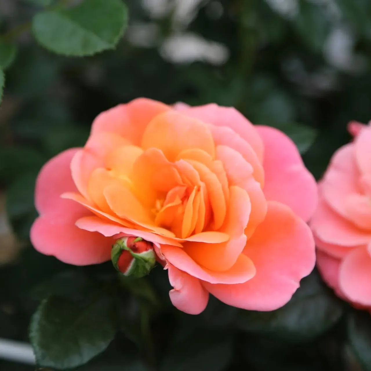 Sugar CANDY ROSE® — 1. foto