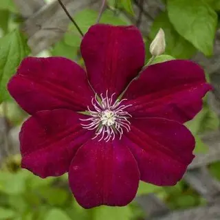Rouge Cardinal