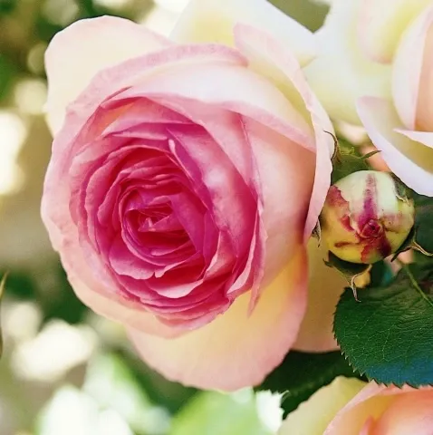 EDEN ROSE®85, PIERRE DE RONSARD®