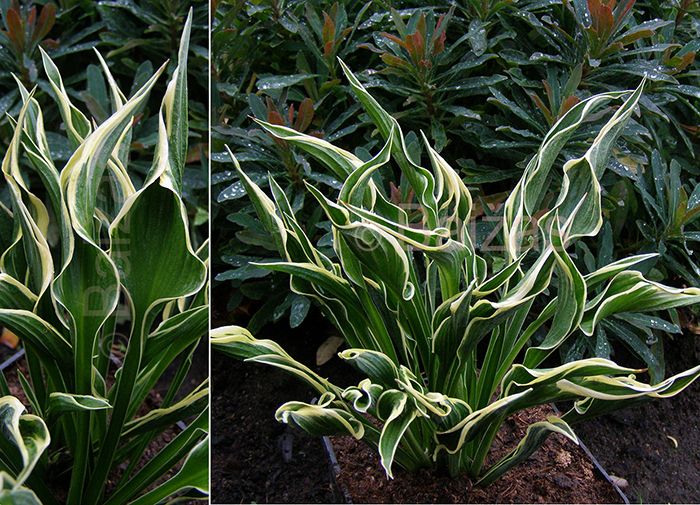 Hosta Hands Up — фотография 2