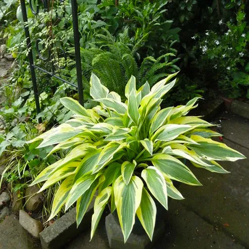 Hosta 'Lakeside Dragonfly' — photograph 1