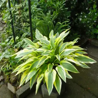 Hosta 'Lakeside Dragonfly'