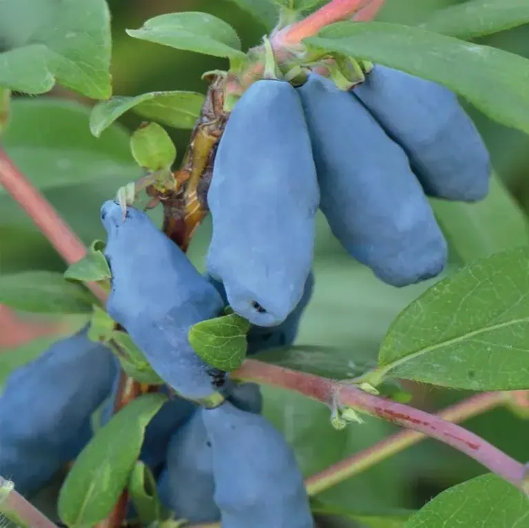 Haskap honeysuckle "Krupnoplodnaja"