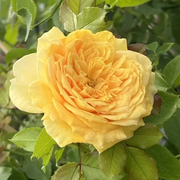 Golden Zest — 1. fotogrāfija