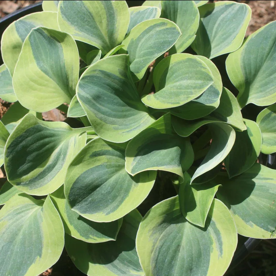Hosta 'School Mouse' — 1. foto