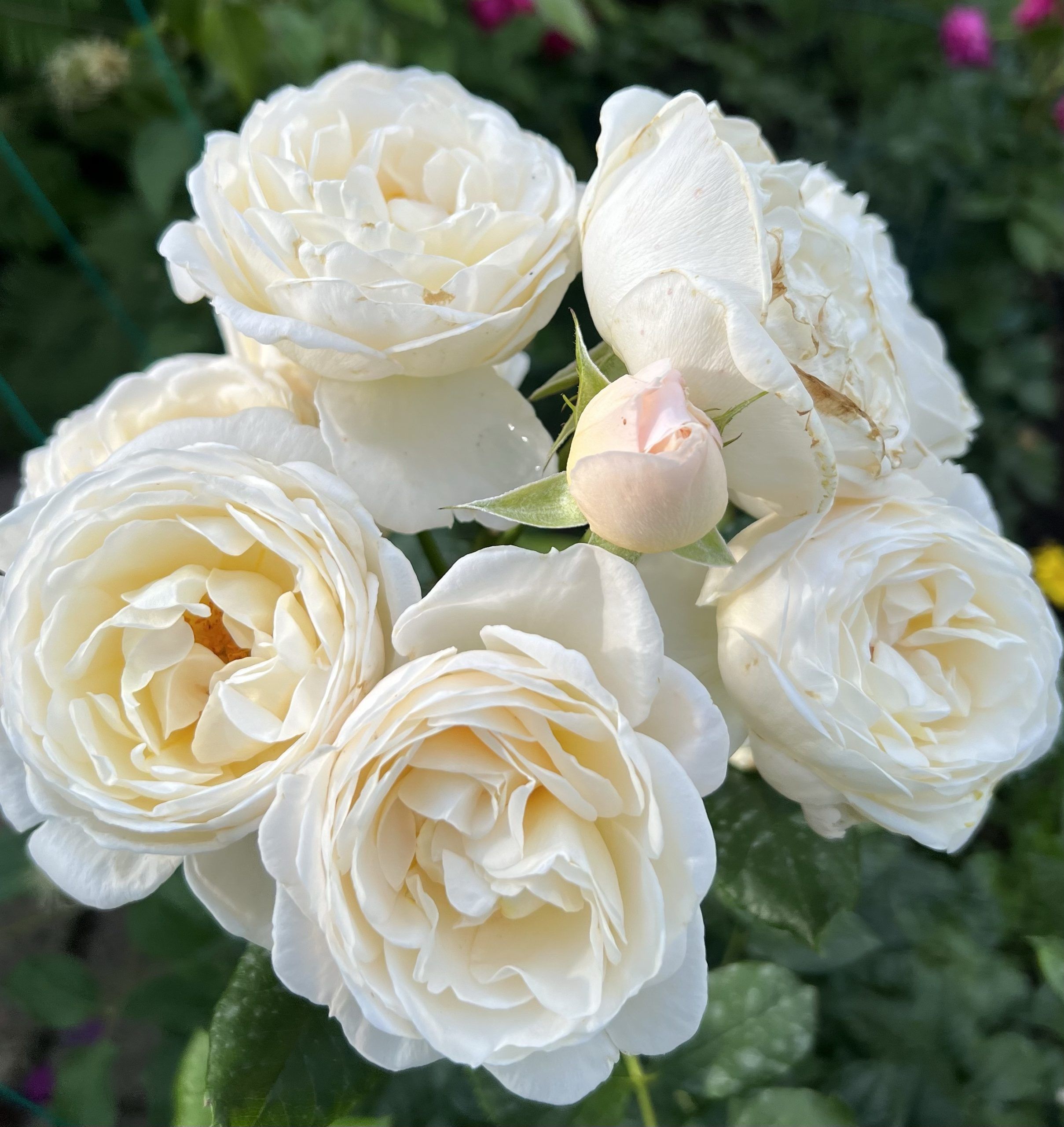 Uetersener Klosterrose — 1. fotogrāfija