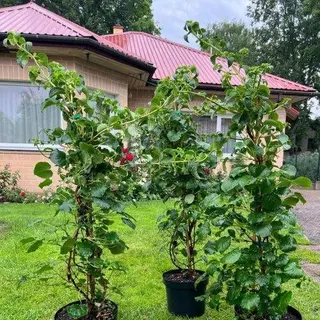 Vīteņhortenzija,C10-140/160cm, 60 euro uz vietas stādaudzētavā.