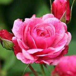 Morden Ruby