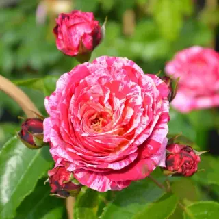 Abracadabra