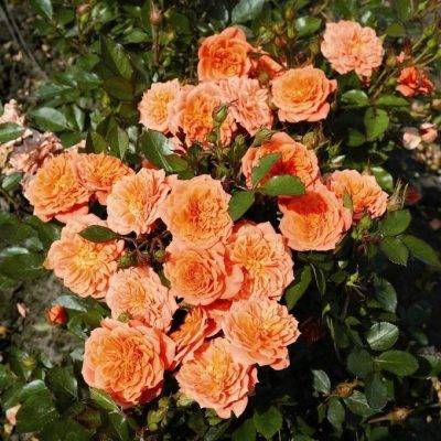 Orange Fairy