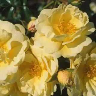 Sunny Rose