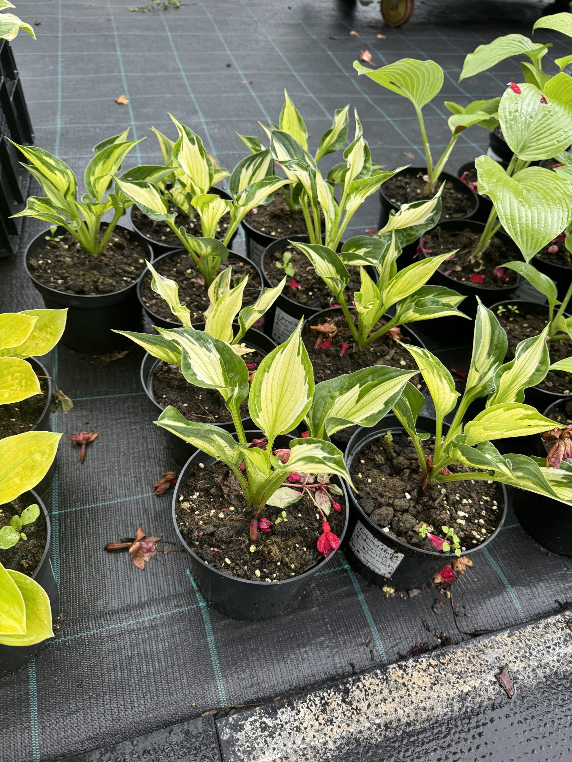 Hosta Colored Hulk — 2 nuotrauka