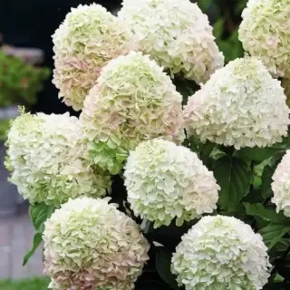 Living Summer Snow
