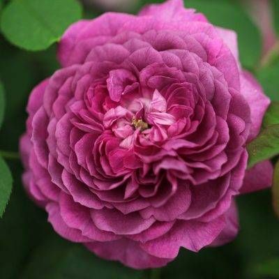Reine des Violettes — 1. fotogrāfija