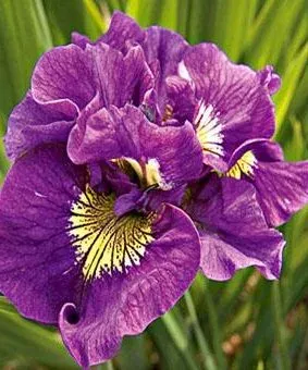 Siberian iris ‘Double Standard’ — photograph 1