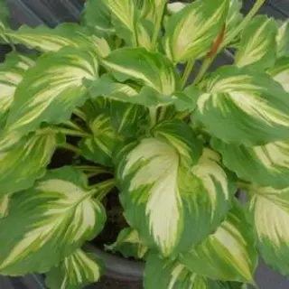 Hosta 'Lakeside Paisley Print'